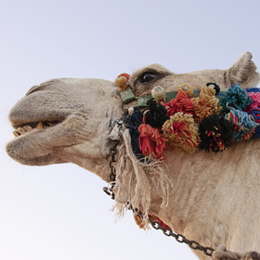 

郵票




主题骆驼

'